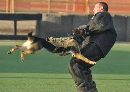 Canine Specialist Training