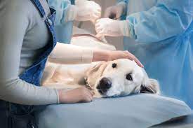Caring for dog with chronic kidney failure