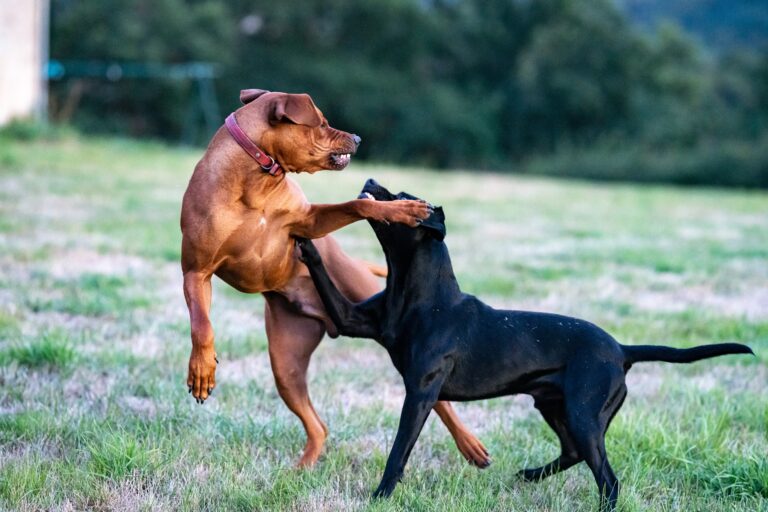 Separating dog’s fight
