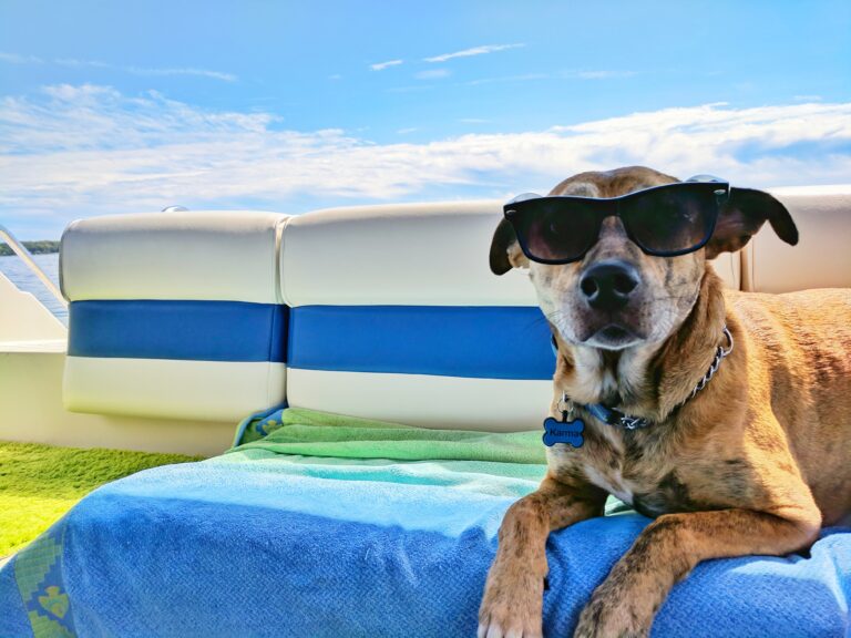 Keeping Your Canine Cool in Summer
